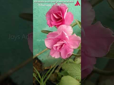 Adenium seeds |