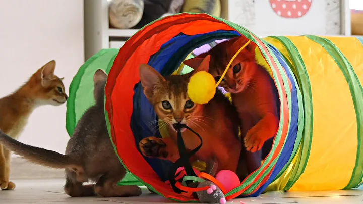 Video 7612651: abyssinian burmese, abyssinian kitten cutecat, abyssinian cat cutecat, abyssinian cat cute kitten, adorable abyssinian kitten, burmese kitten playing