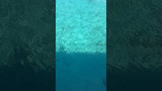 Needle Fish Swimming Near the Pier in Grand Turk