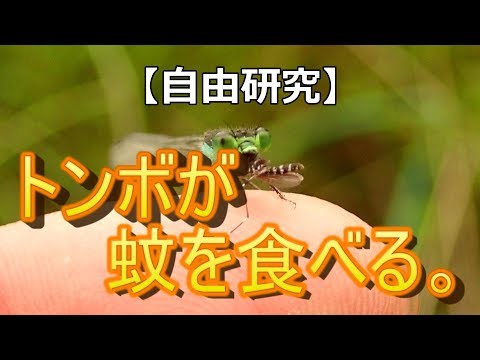 【自由研究】トンボが蚊を食べる。