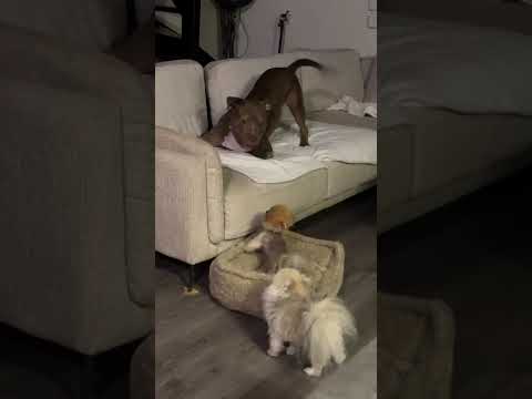 وقتی کیومرث حقش رو میگیره 