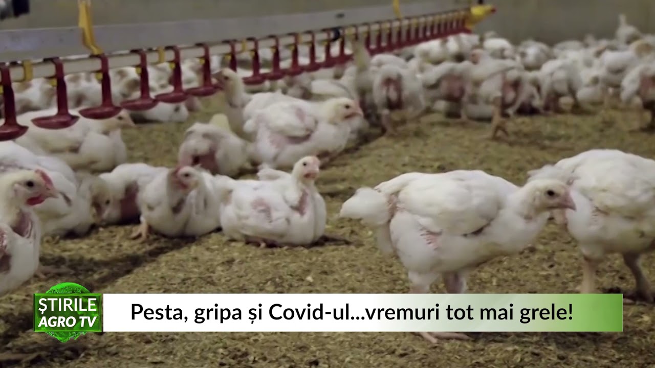 Pesta, gripa și COVID-ul - Rețeta garantată pentru vremuri grele în agricultură 1 Pesta, gripa și COVID-ul - Rețeta garantată pentru vremuri grele în agricultură YouTube player