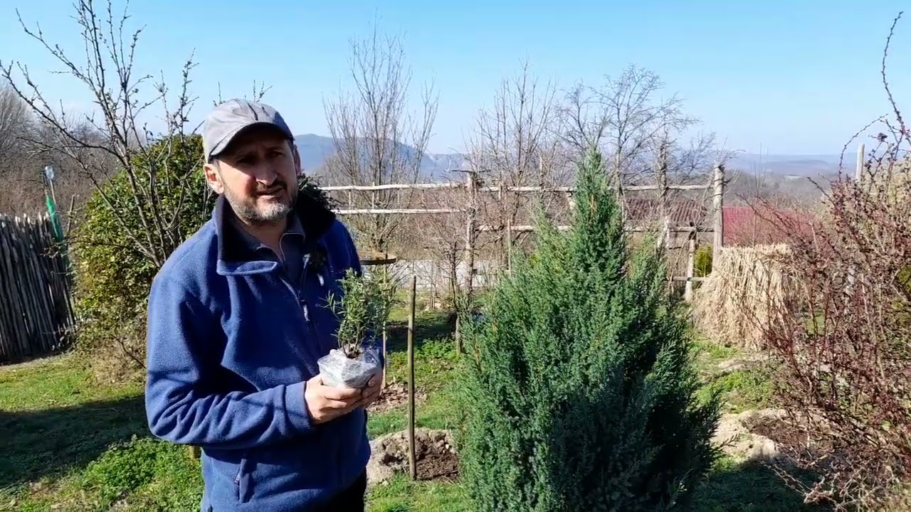 Rozmarin rezistent la ger