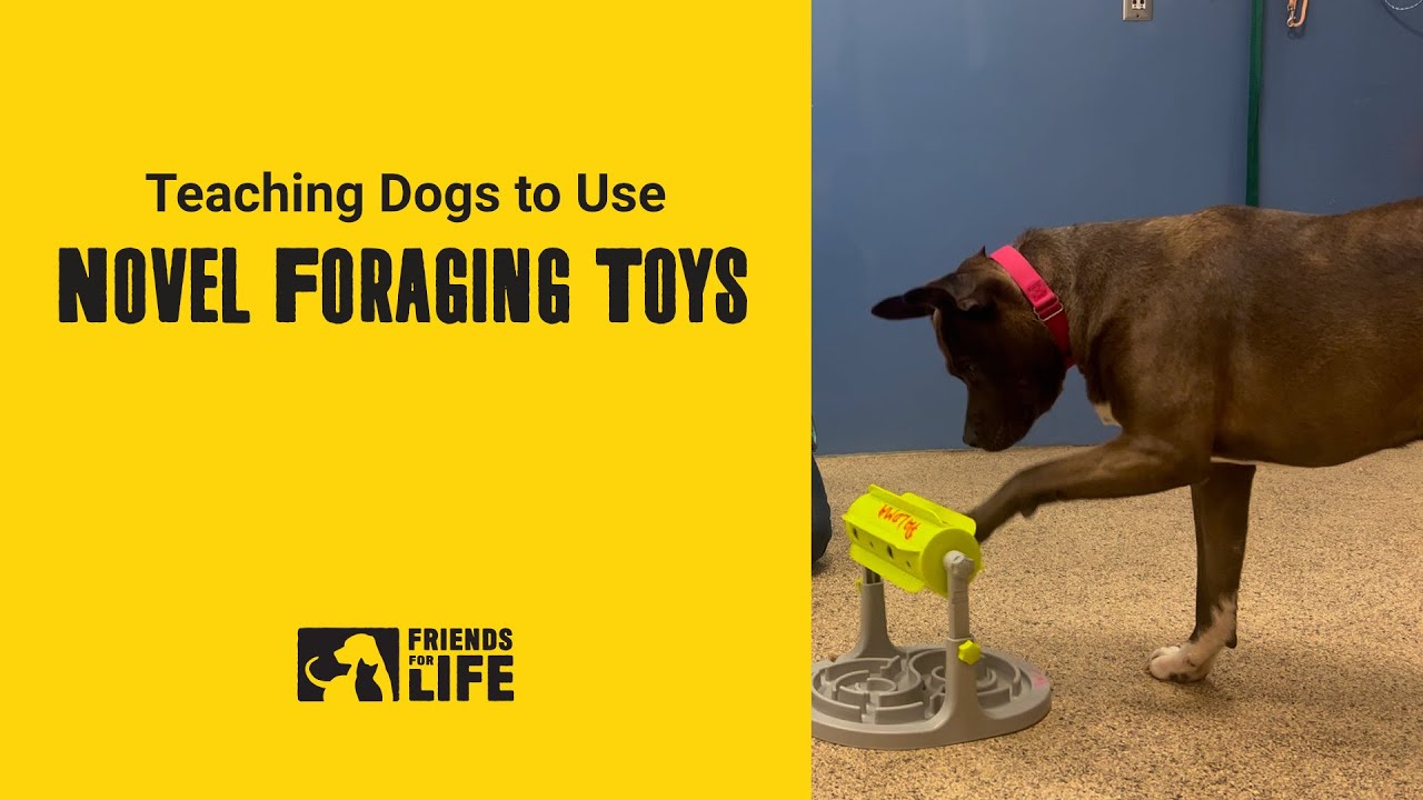 Teach your dog to use a puzzle feeder! 