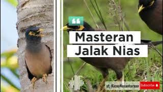 masteran jalak nias gacor full isian