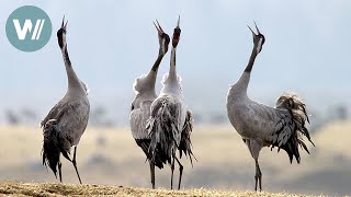 Der Zauber des Kranichs | Tiere vor der Kamera (2004) | Folge 40/54