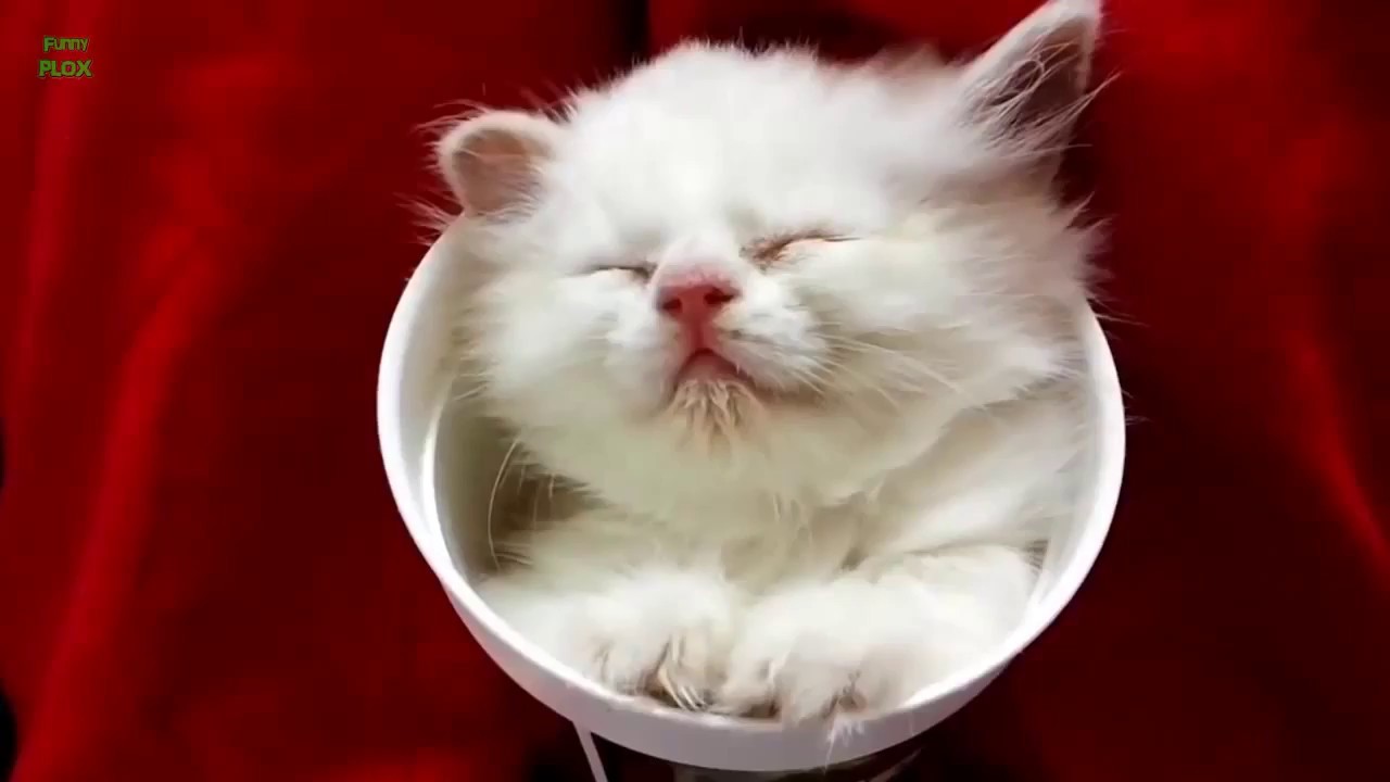funny cats sleeping in weird positions compilation funnyplox