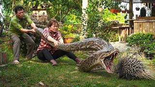 72 Hours Hunting in the Forest 😱Giant Python Vs Hedgehog... Harvesting Early Lychee