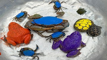 Kem Ốc và cua Chanel lái xe công nông đuổi theo con cá sấu, con rùa, cứu con cua, cua xanh, con ếch.