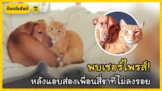 เซอร์ไพรส์! นายรักแอบตั้งกล้องดูความสัมพันธ์น้องหมาน้องแมว | Dog's Clip