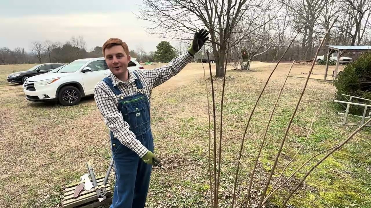 How to Prune (Panicle) Hydrangeas