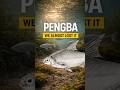 Pengba Once Common In Our Waters Now A Story Being Told Again OsteobramaBelangeri Manipur