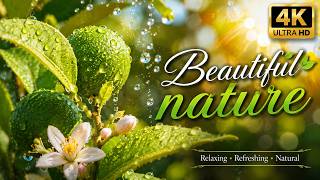 #beautifulnatue #breath_of_nature #plants #forest #sunflowers #flowers #tulips #orchid #breathofn... screenshot 4