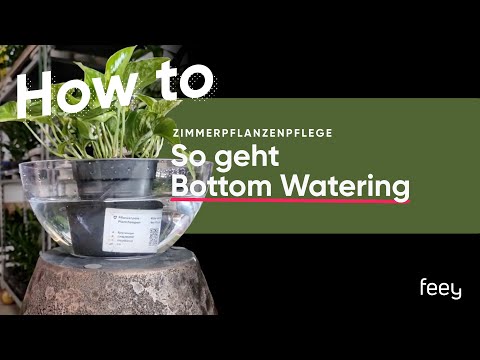 Video: Tipps zum Umpflanzen falscher Indigo-Pflanzen - Wie man Baptisia umpflanzt