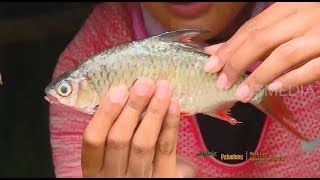 JEJAK PETUALANG | PERSEMBAHAN ADAT NEGERI SERIBU PULAU (11/02/20) Part 1