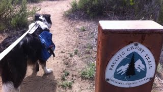 PCT 2016 - Quick Rattlesnake Info (Pacific Crest Trail near Mile 17)
