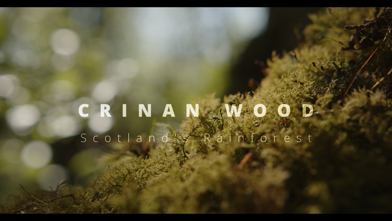 Crinan Wood - a sunny May morning in Scotland's Rainforest