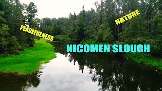 Download Lagu Chehalis River, Nicomen Slough, Harrison Mills, BC Canada MP3