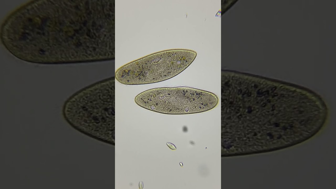 Paramecium sp. 