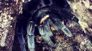 Dev Örümcek Tarantula Av Peşinde