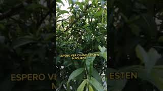 Arbol frutal de durazno 2023