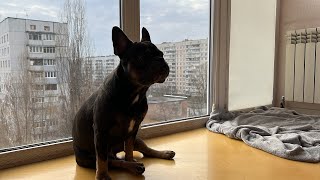 French bulldog at home | Dog barking