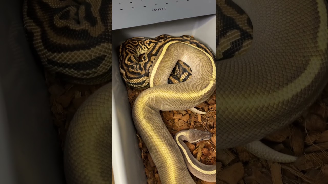 No to lecimy po kolejny sezon #pythonregius #snake #pytonkrólewski #ballpython #hodowlawęży