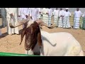 فحل ولد قسورة وامه أم المعارك مزاين الجميع بدولة الكويت فحل ولد قسورة وامه أم المعارك مزاين الجميع بدولة الكويت