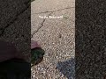 Turtle Rescue!!!🐢