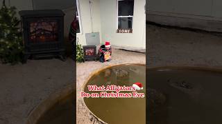 What Alligators Do on Christmas Eve🎄🐊#holidaysonshorts #alligator
