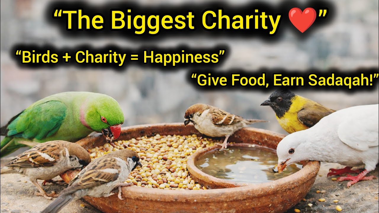 Caring for Birds is the Greatest Charity ❤️ | Family Vlog || 