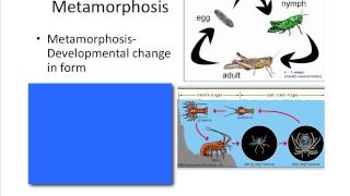 04  Evolution in Animals Arthropods
