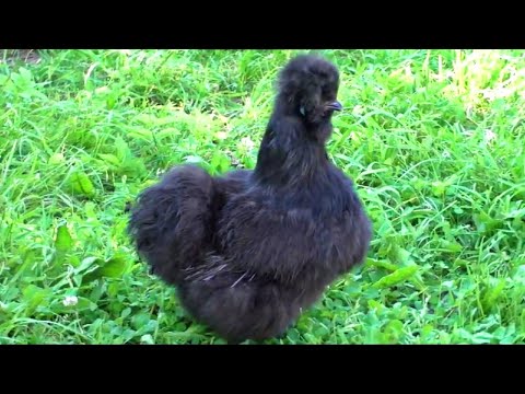 ПЕРВОЕ ЯЙЦО КИТАЙСКОЙ ШЕЛКОВОЙ КУРОЧКИ!