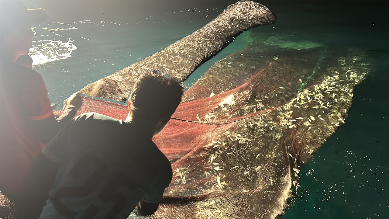 Nghề Đèn Nước Xấu Chảy Nguyên Đêm Tìm Cách Đưa Cá Vào Lưới - Dân Biển