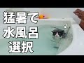 風呂好きになった保護猫が熱さで倒れないようにプールに入れてみた結果