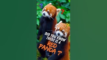 Red Panda: The Most Unlikely Animal
