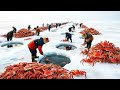 Why It’s So Expensive: The Industrial King Crab Process ( Full Process )