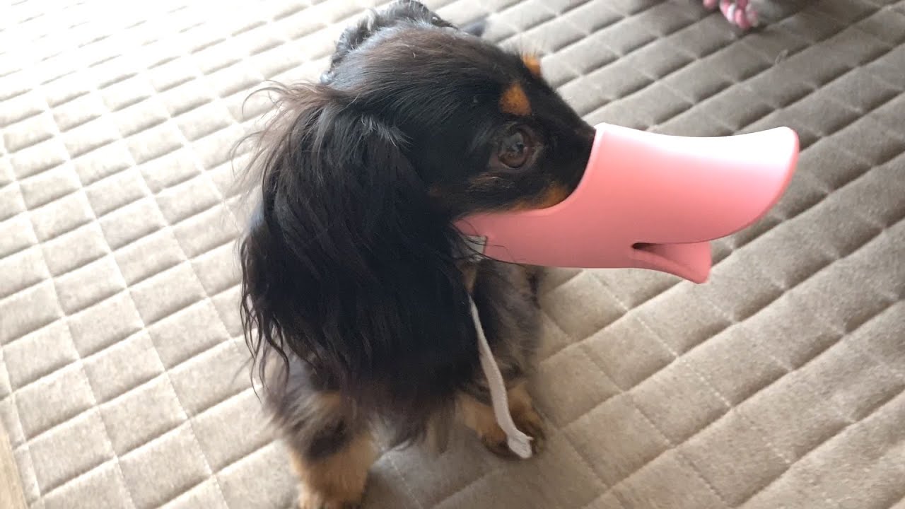 アヒル口装着で吠えなくなる インターホンに吠える愛犬に試してみた Youtube アヒル口装着で吠えなくなる インターホンに吠える愛犬に試してみた Youtube