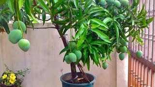 गमले में आम खाना है तो इस विडियो को अभी देखिए | Grow Mango Tree inPot | Grow Mango tree in Container