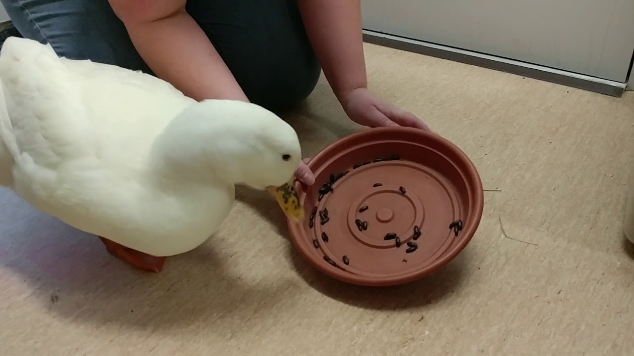 camera iphone 8 plus apk Ducky devours Beetles for Valentine's Day