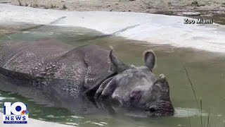 Zoo animals try to beat the heat