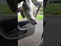 Funny cheeky cockatoo carjacking