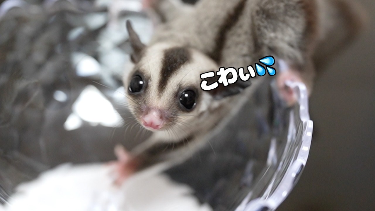 フクモモベビー初の体重測定！と悲しいお知らせ