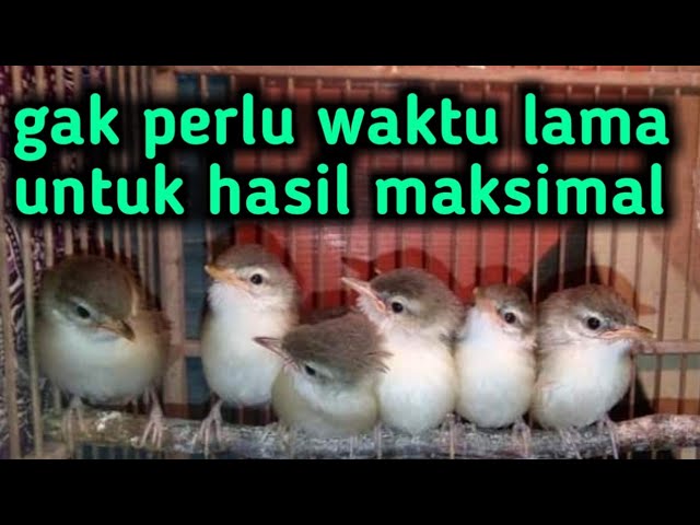 Mp3 pikat Ciblek sawah / CiWah. Pemikat Ciwah Paling ampuh class=