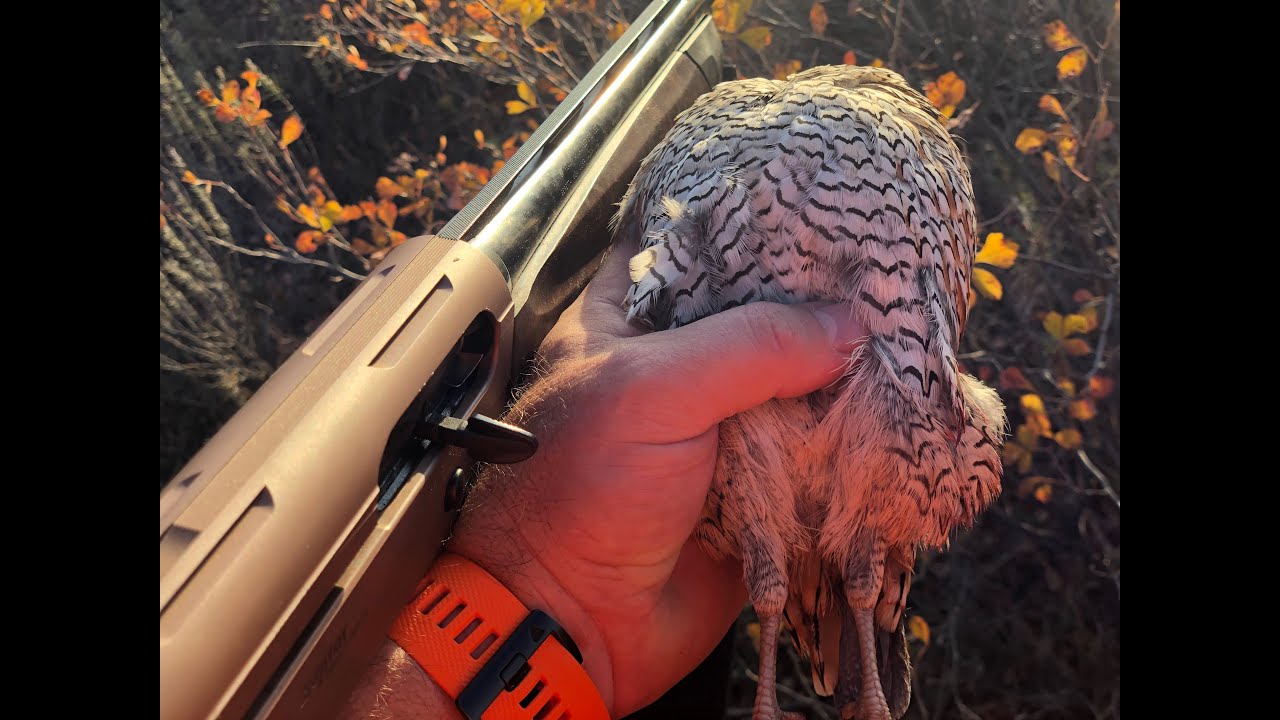 Ellie's Sumac Covey Oklahoma Quail Hunting YouTube