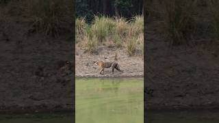 Tigress Roaring to Find Her Mate | KANHA TIGER RESERVE #tigress #kanhanationalpark #wildlifeshorts