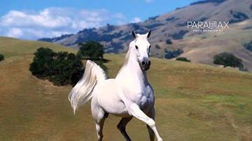 Parallax - Photo Animation Kit 4K | After Effects Template