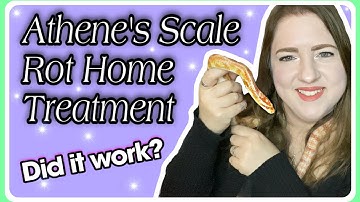 Corn Snake Vlog ||Scale Rot Home Treatment: Did It Work? ~Ellie Snake Lady~