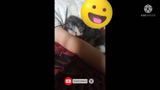 Lucu Banget Bayi Kucing Tidur Di Ketek