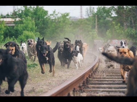 Videó: A Viracocha Fehér Isten Rejtélye - Alternatív Nézet